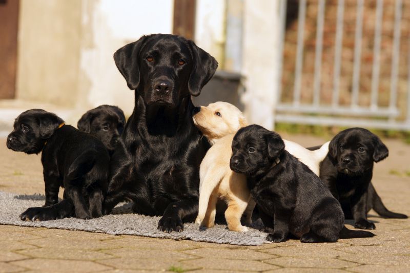 Labrador Retriever Zucht (DRC/FCI) Aufzucht der Welpen